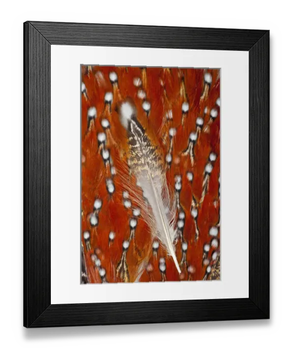 Framed Print : Tragopan feathers