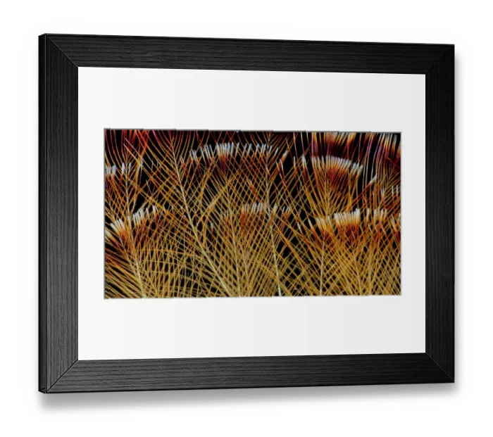 Framed Print : Crested Crown Feathers of Guianan Rupicola or Cock-of-the-Rock Framed Print : Crested Crown Feathers of Guianan Rupicola or Cock-of-the-Rock