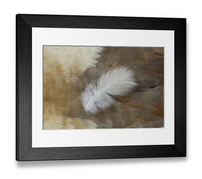 Framed Print : Feather lying on Egyptian Goose Breast Feathers