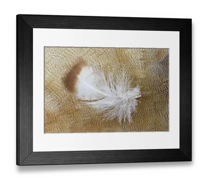 Framed Print : Feather lying on Egyptian Goose Breast Feathers