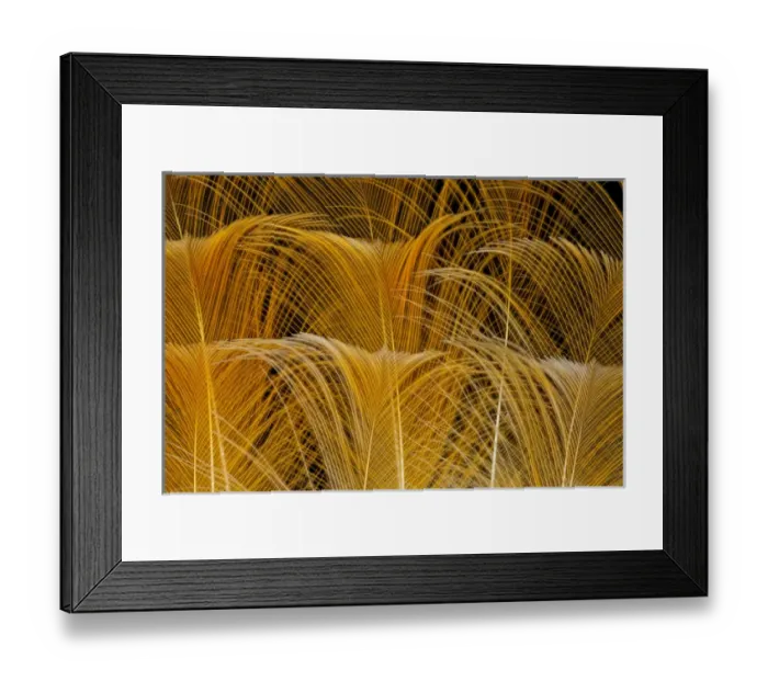 Framed Print : Tail Feathers of Guianan Rupicola or Cock-of-the-Rock
