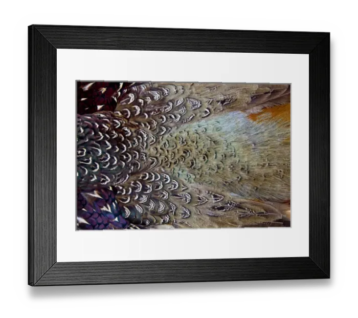 Framed Print : Variations on feather colors of the Ring-necked Pheasant