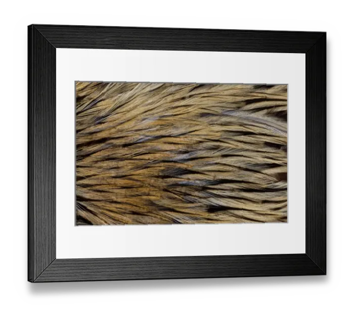 Framed Print : Feathers, Pattern, Design, Color Image, Close-up, Macro, Nature, Beauty in Nature Framed Print : Feathers, Pattern, Design, Color Image, Close-up, Macro, Nature, Beauty in Nature