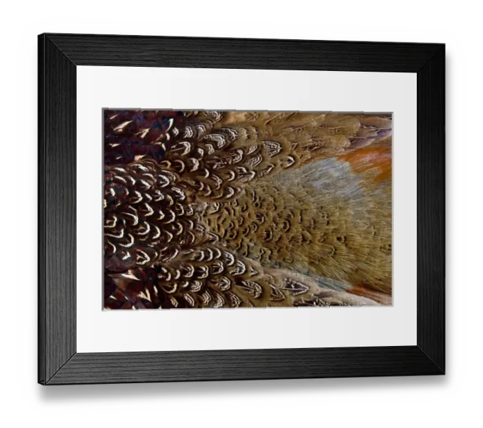 Framed Print : Variations on feather colors of the Ring-necked Pheasant Framed Print : Variations on feather colors of the Ring-necked Pheasant