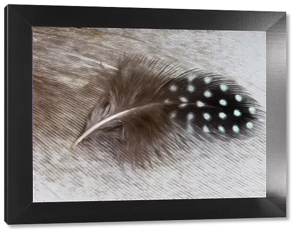 Helmeted Guineafowl feather on Egyptian goose feather