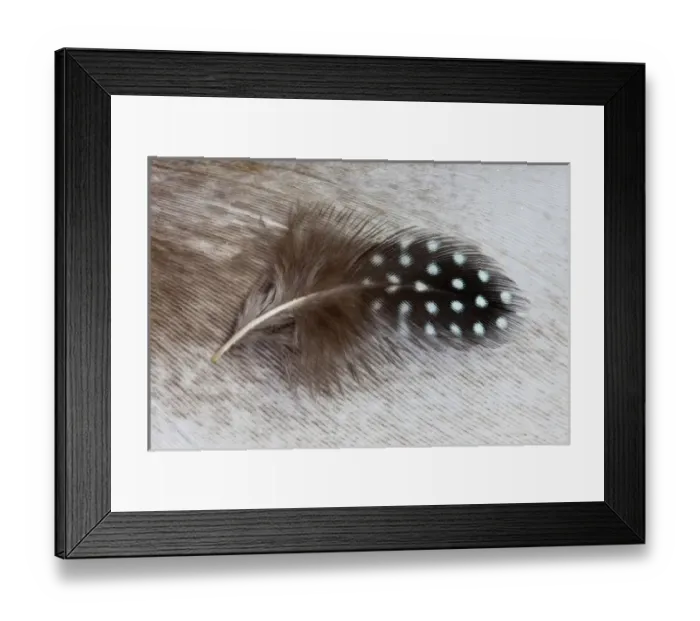 Framed Print : Helmeted Guineafowl feather on Egyptian goose feather Framed Print : Helmeted Guineafowl feather on Egyptian goose feather