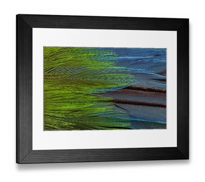 Framed Print : Colorful feathers of the Long-tailed broadbill