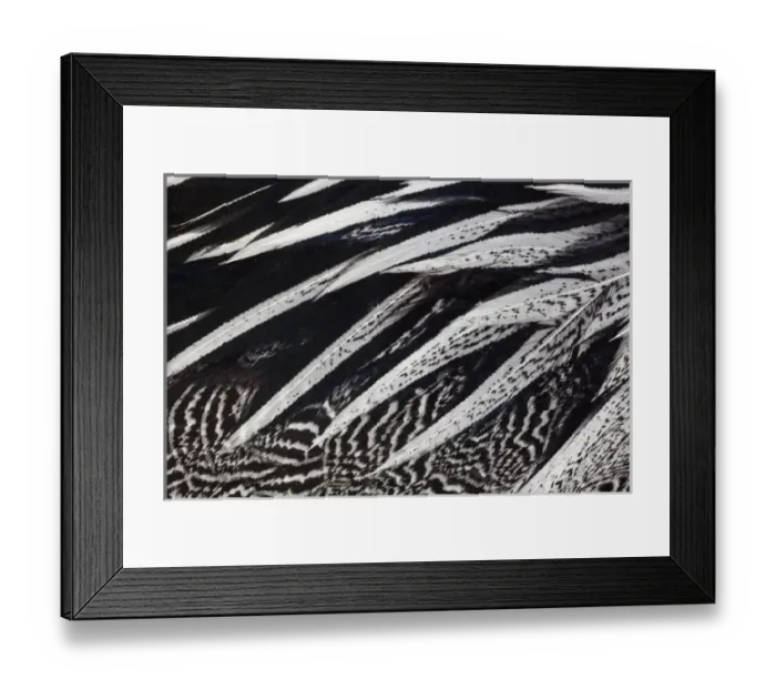 Framed Print : Anderson Pheasant feather pattern Framed Print : Anderson Pheasant feather pattern