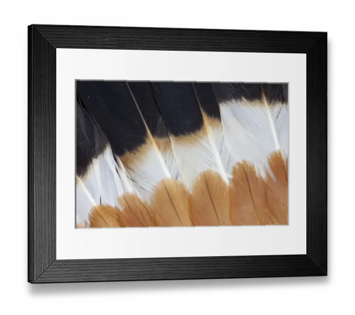 Framed Print : Wing Fanned out on Northern Lapwing Framed Print : Wing Fanned out on Northern Lapwing