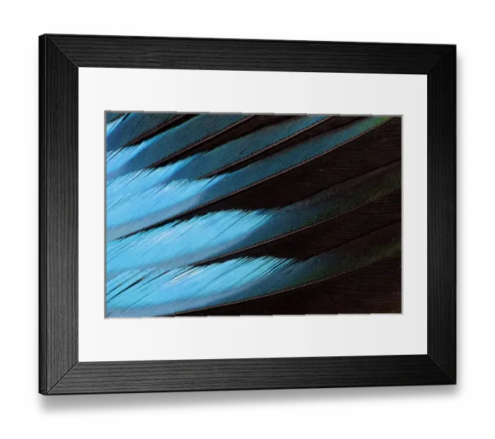 Framed Print : Blue-bellied Roller Wing detail Framed Print : Blue-bellied Roller Wing detail