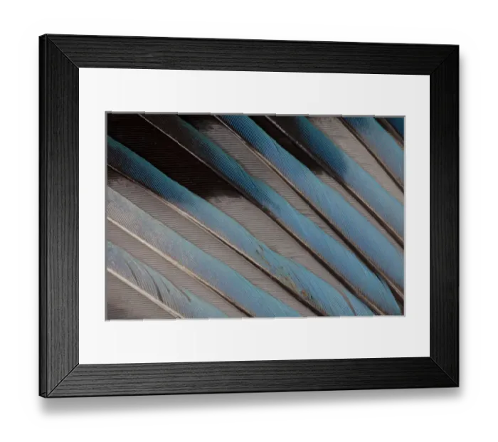 Framed Print : Blue-bellied Roller Wing detail Framed Print : Blue-bellied Roller Wing detail