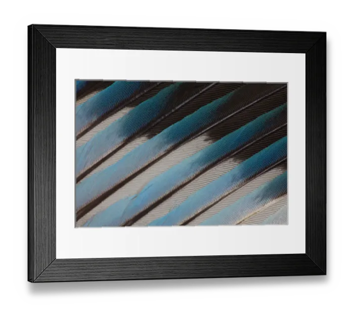 Framed Print : Blue-bellied Roller Wing detail
