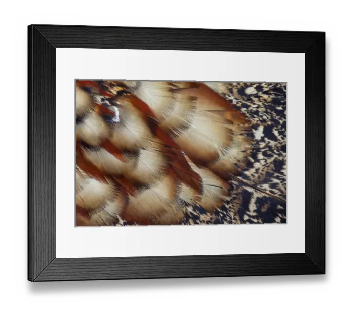 Framed Print : cabots Tragopan Framed Print : cabots Tragopan