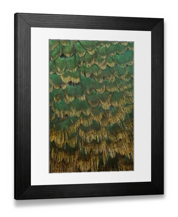 Framed Print : Melanistic Pheasant breast feathers Framed Print : Melanistic Pheasant breast feathers