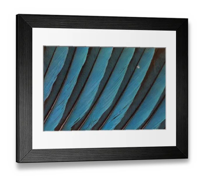 Framed Print : Blue-bellied Roller Wing detail Framed Print : Blue-bellied Roller Wing detail