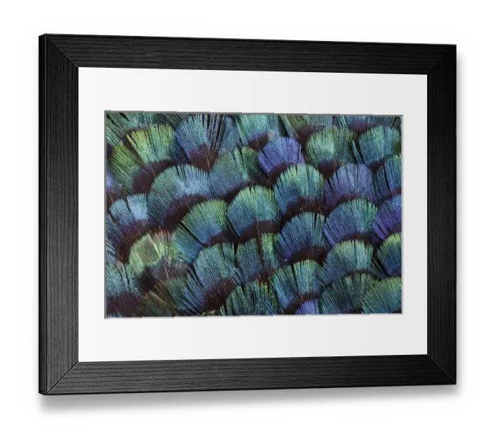 Framed Print : Pheasant body feather fan design