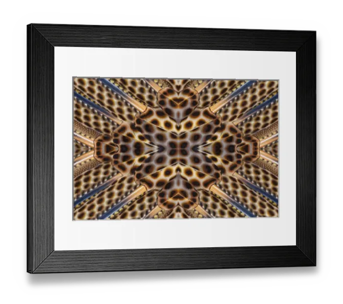 Framed Print : Argus Pheasant Wing Feather design with patterns with spots Framed Print : Argus Pheasant Wing Feather design with patterns with spots