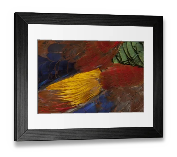 Framed Print : Golden Pheasant feather fan design Framed Print : Golden Pheasant feather fan design