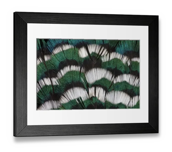 Framed Print : Ring-necked Pheasant neck feathers Framed Print : Ring-necked Pheasant neck feathers