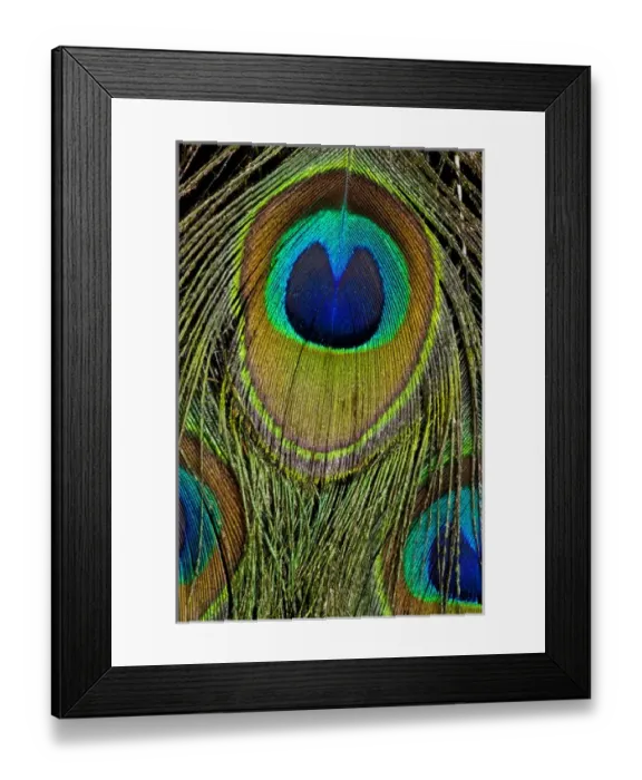 Framed Print : Male peacock display tail feathers Framed Print : Male peacock display tail feathers