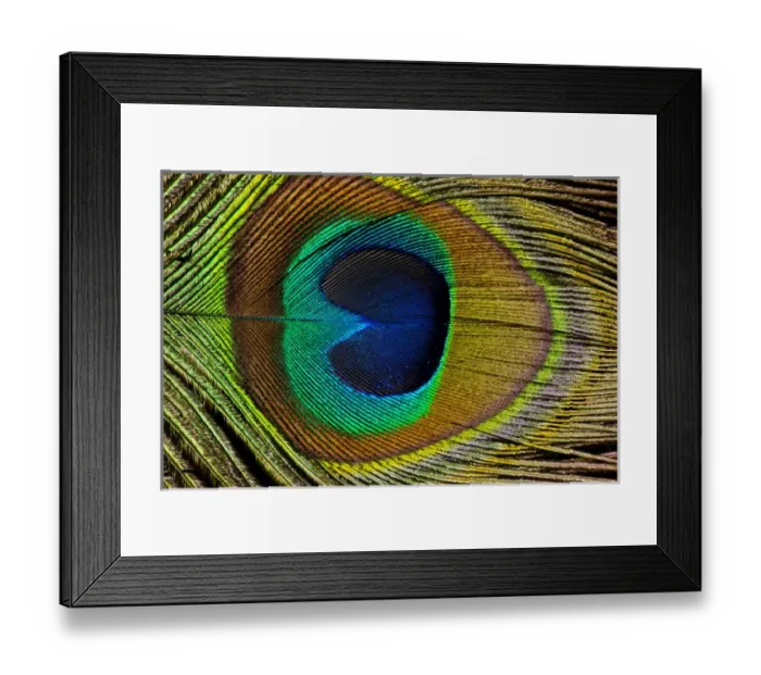 Framed Print : Male peacock display tail feathers Framed Print : Male peacock display tail feathers