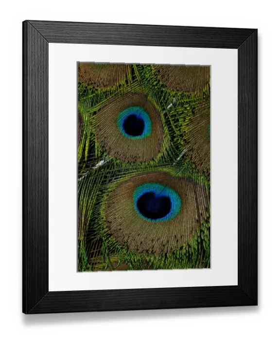 Framed Print : Male peacock display tail feathers Framed Print : Male peacock display tail feathers