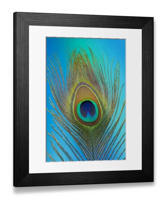 Framed Print : Male peacock display tail feathers Framed Print : Male peacock display tail feathers