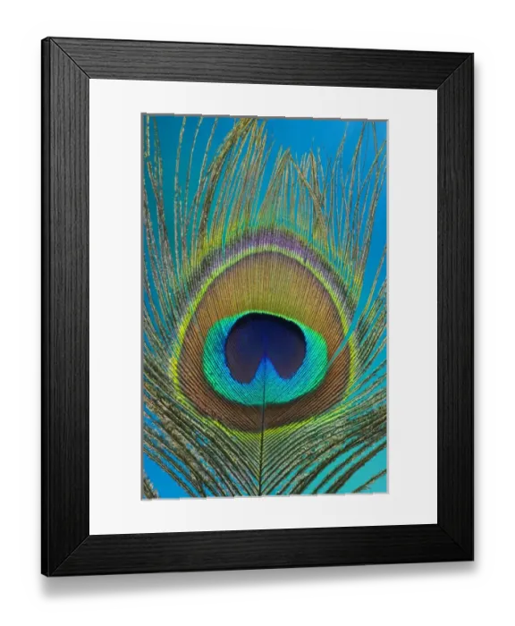 Framed Print : Male peacock display tail feathers