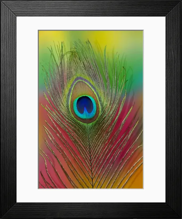 Framed Print : Male peacock display tail feathers