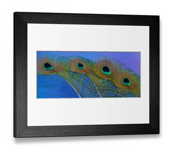 Framed Print : Male peacock display tail feathers