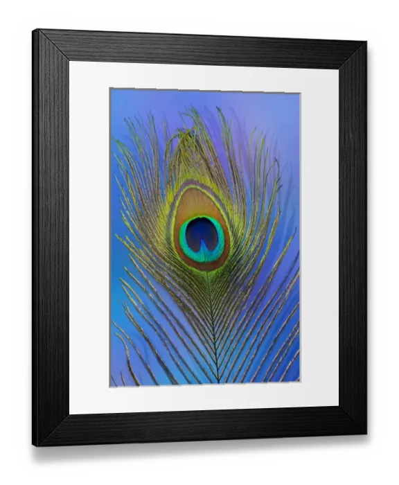 Framed Print : Male peacock display tail feathers Framed Print : Male peacock display tail feathers