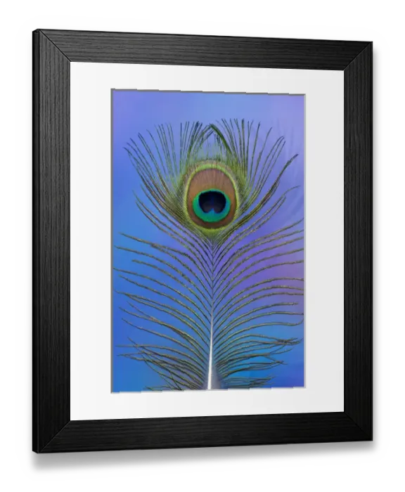 Framed Print : Male peacock display tail feathers