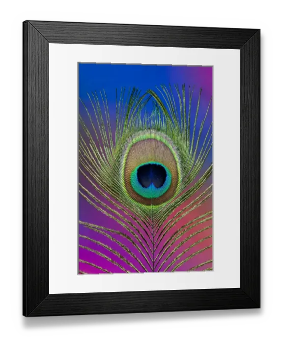 Framed Print : Male peacock display tail feathers Framed Print : Male peacock display tail feathers
