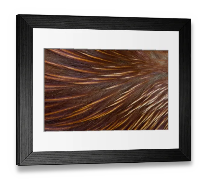 Framed Print : Drake breast feathers of the Mandarin Duck Framed Print : Drake breast feathers of the Mandarin Duck