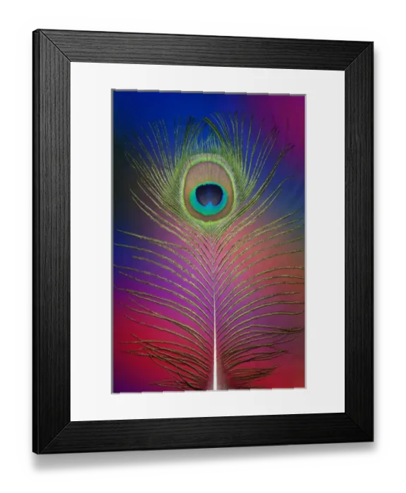 Framed Print : Male peacock display tail feathers Framed Print : Male peacock display tail feathers