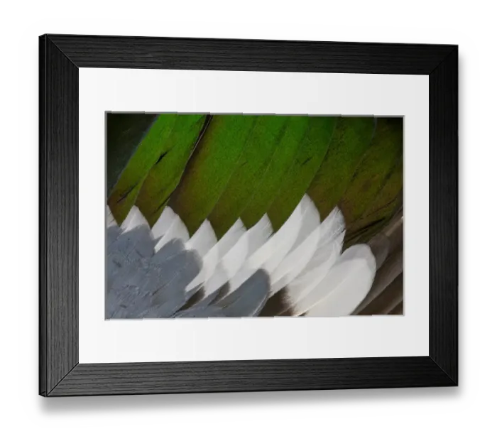 Framed Print : Drake Northern Shoveler wing feathers fanned out