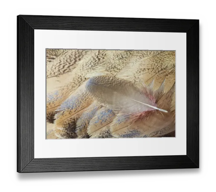 Framed Print : Wing feathers of Senegal Bustard Framed Print : Wing feathers of Senegal Bustard