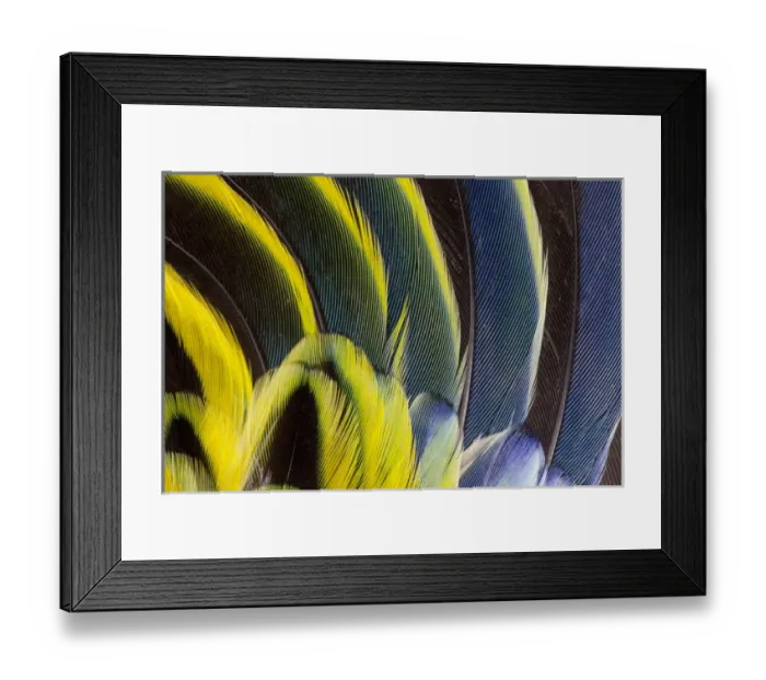 Framed Print : Wing Feathers fanned out on Eastern Rosella Framed Print : Wing Feathers fanned out on Eastern Rosella