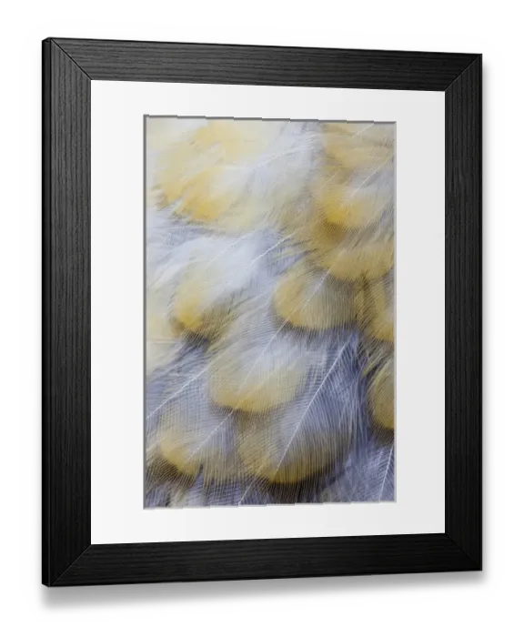 Framed Print : Golden Tones of Varied Thrush feathers Framed Print : Golden Tones of Varied Thrush feathers