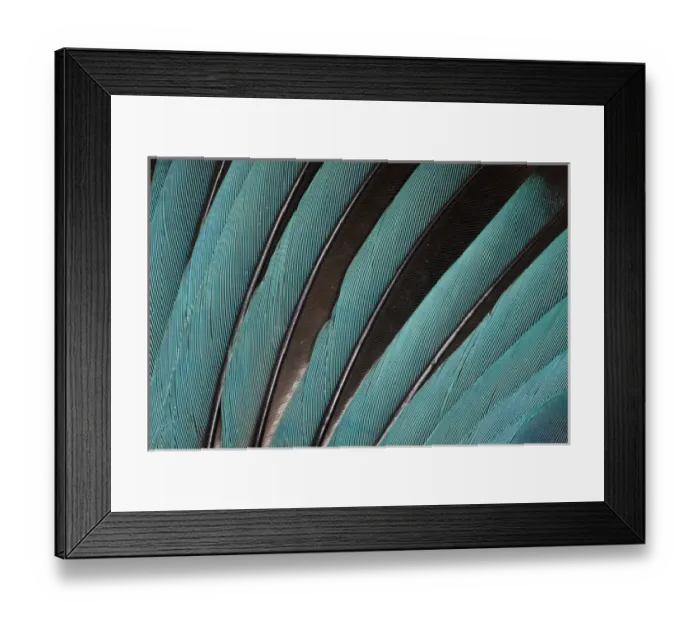 Framed Print : Wing Feathers in Blue Fanned Out
