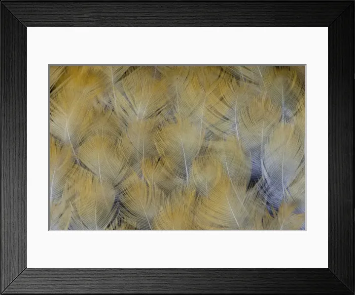 Framed Print : Golden Tones of Varied Thrush feathers Framed Print : Golden Tones of Varied Thrush feathers