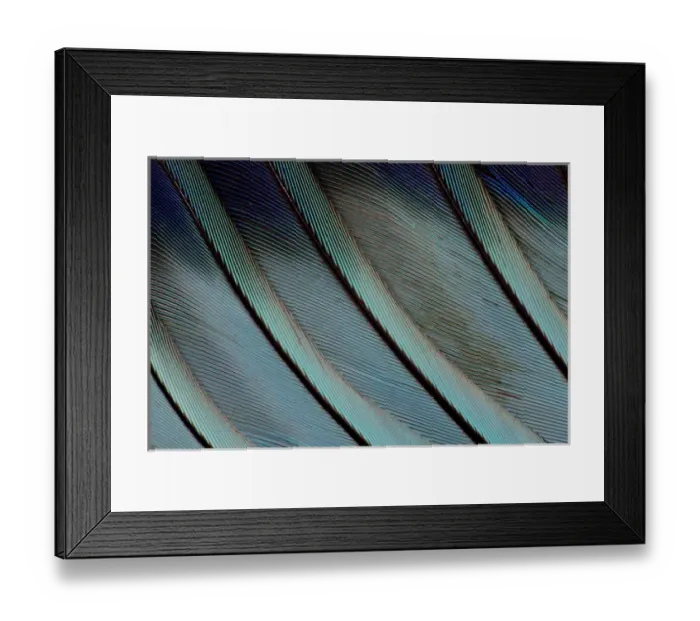 Framed Print : Wing Feathers in Blue Fanned Out Framed Print : Wing Feathers in Blue Fanned Out