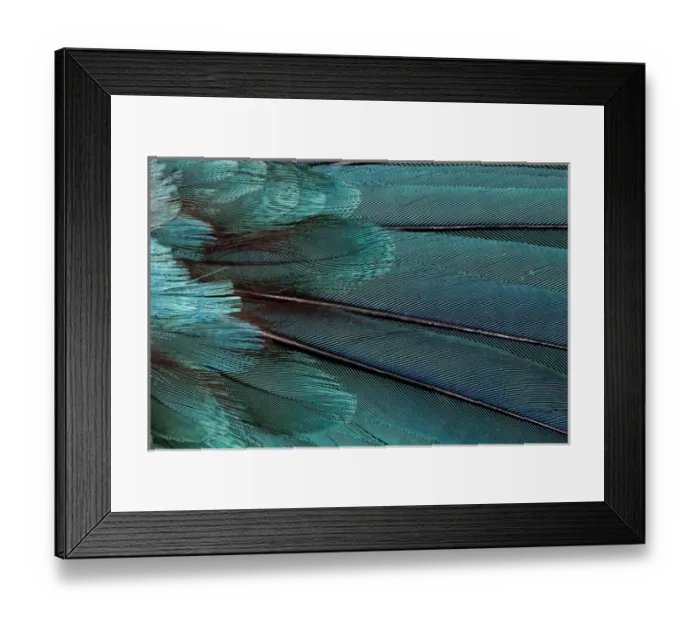 Framed Print : Wing Feathers in Blue Fanned Out Framed Print : Wing Feathers in Blue Fanned Out