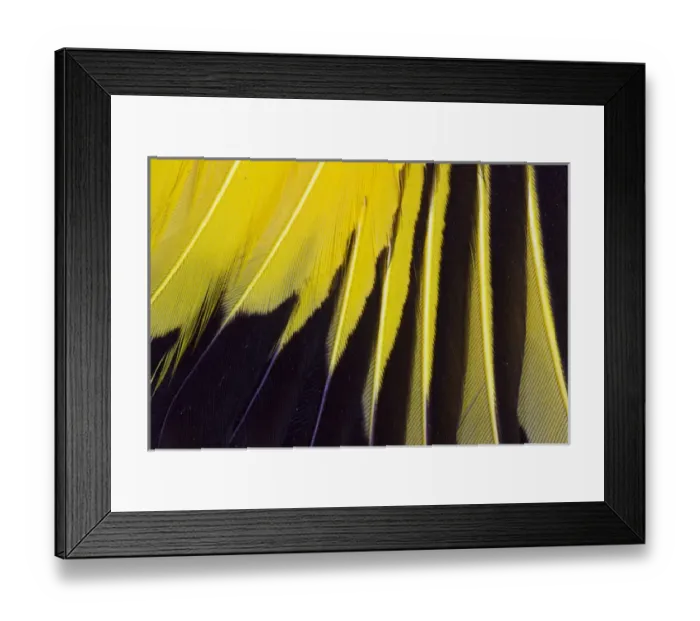 Framed Print : Wing Feathers Fanned Out Regent Bowerbird Framed Print : Wing Feathers Fanned Out Regent Bowerbird