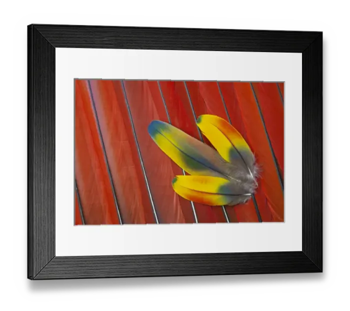 Framed Print : Three Covert Feathers laying on Scarlet Macaws Tail Feathers Framed Print : Three Covert Feathers laying on Scarlet Macaws Tail Feathers