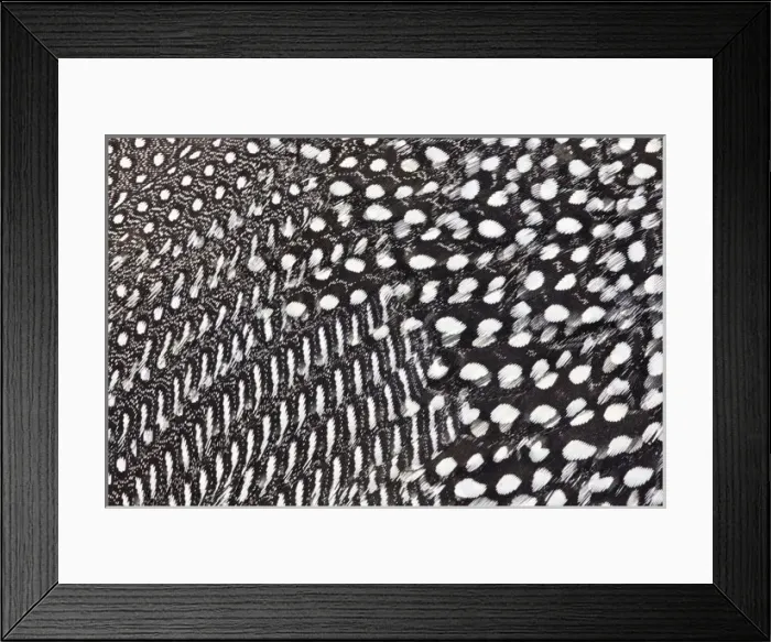 Framed Print : Helmeted Guineafowl feathers in Black and White