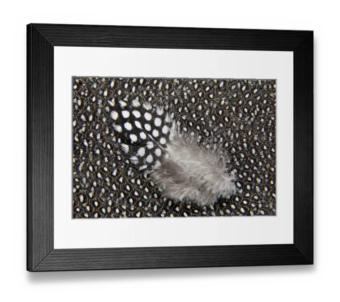 Framed Print : Helmeted Guineafowl feathers in Black and White Framed Print : Helmeted Guineafowl feathers in Black and White