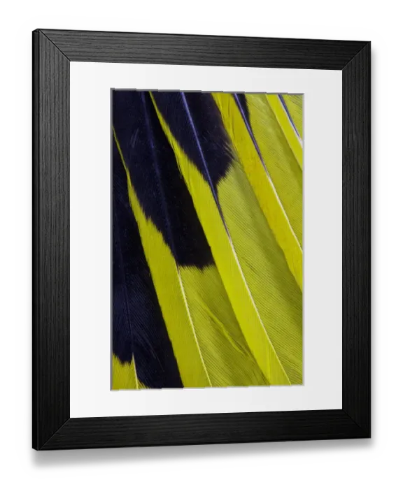 Framed Print : Wing Feathers Fanned Out Regent Bowerbird Framed Print : Wing Feathers Fanned Out Regent Bowerbird