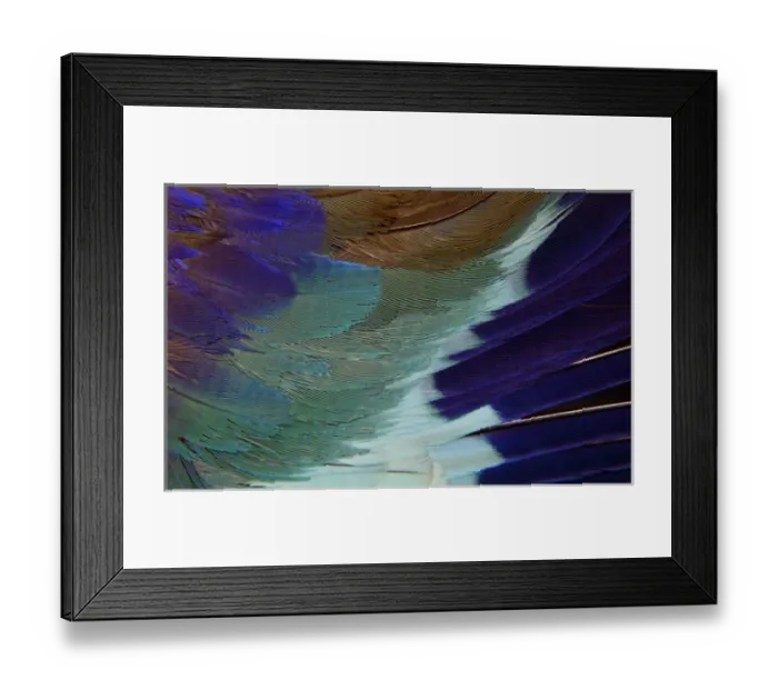 Framed Print : Lilac Breasted Roller feathers pattern Framed Print : Lilac Breasted Roller feathers pattern