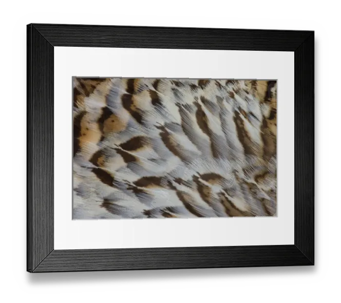 Framed Print : Breast feather design and pattern Framed Print : Breast feather design and pattern